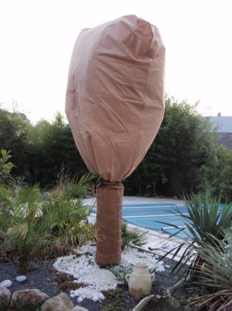 Frostschutz für Palmen auf Terrasse und Balkon