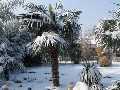 winterharte Palmen vor Frost sch�tzen
