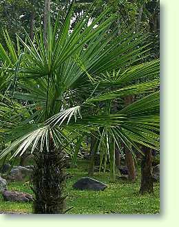 Chinesische HanfpalmeTrachycarpus fortunei Pflanzenfreunde