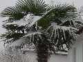 winterharte Palmen vor Frost sch�tzen