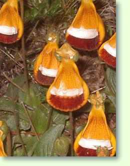 Pantoffelblume / Calceolaria richtig pflegen