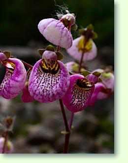 Pflegeanleitung Pantoffelblume / Calceolaria