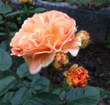 Gartenrose