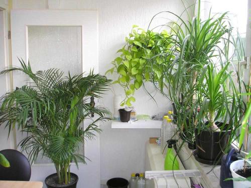 Pflanzen im schlafzimmer pflanzenfreunde Schlafzimmer und büro in einem raum