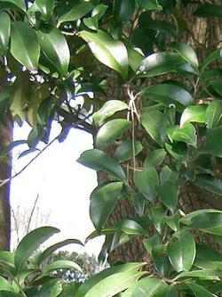Sperrstrauch, Cleyera japonica