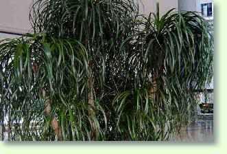 Beaucarnea, Flaschenbaum richtig pflegen