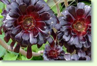 Pflegeanleitung der Aeonium
