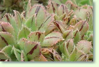 Pflegeanleitung der Aeonium