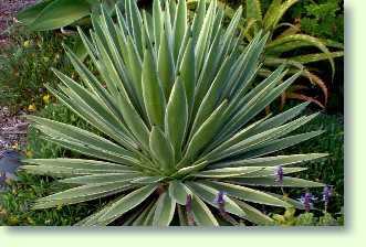 Agave