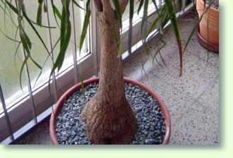 Beaucarnea, Flaschenbaum
