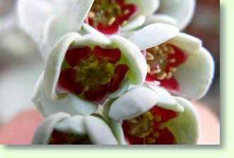 Pachyphytum pflegen. Anleitungen zu Temperaturen, Standort, Sch�dlinge, Vermehrung der Sukkulenten