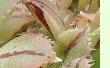 Aeonium