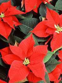 Weihnachtsstern / Euphorbia pulcherrima