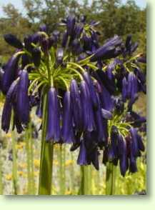 Agapanthus inapertus