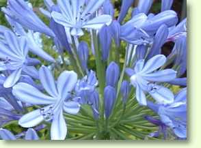Schmucklilie, Agapanthus africanus