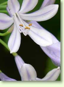 Agapanthus africanus