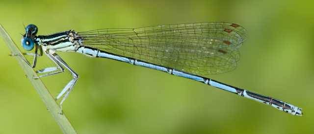 Blaue Federlibelle (Platycnemis pennipes) 
