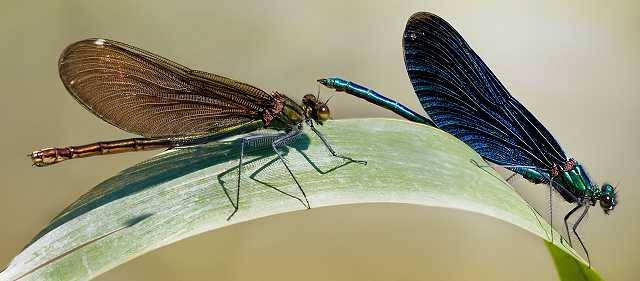 Blauflügel-Prachtlibelle (Calopteryx virgo), Männchen und Weibchen