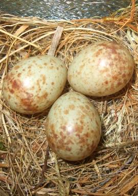 Eier, Gelege der Grauschnäpper, Muscicapa 
								striata