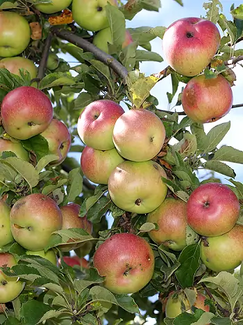 Apfelbaum mit zu dichtem Fruchtstand