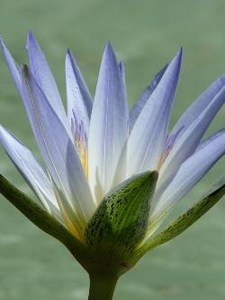 Blauer Lotus, Nymphaea caerulea
