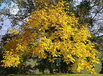 Walnussbaum im Herbst