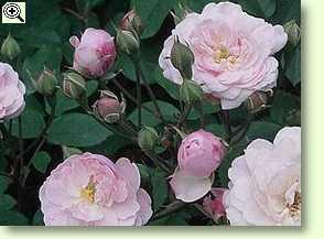 Alte Rosen: Rosa 'Blush Noisette'