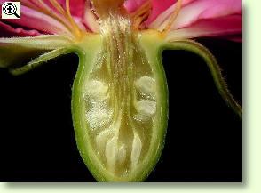 Bl�tenbecher einer Rose