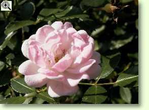 Rosa-Polyantha-Hybride 'The Fairy'