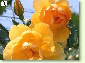 Rosa Buttercup