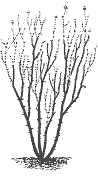 leichter Rosenschnitt