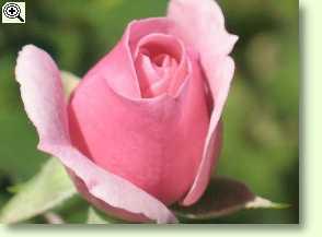 gefiederte Rosenbl�tter