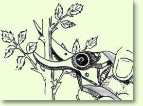 Rosen eink�rzen