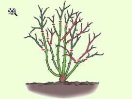 Rosenkospe einer Kletterrose