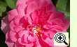 Rose Rosa canina