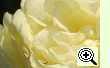 Rose Rosa canina