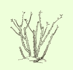 Strauchrose nach dem Fr�hjahrsschnitt