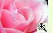 Rose Rosa canina