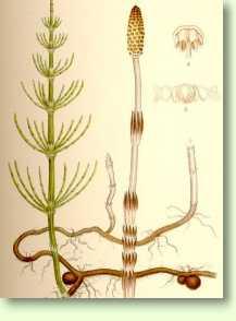 Ackerschachtelhalm / Equisetum arvense