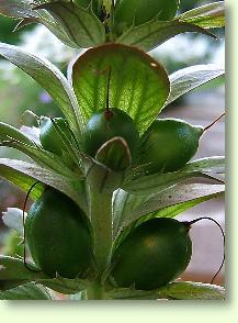 Acanthus mollis / B�renklau