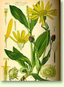 Arnica montana / Arnika