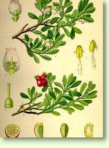 B�rentraube / Arctostaphylos uva-ursi