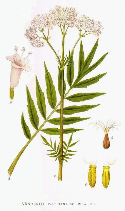 Baldrian, Heilpflanzen & Heilkräuter