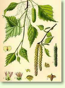 Birke / Betula pendula
