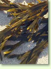 Blasentang - Fucus vesiculosus