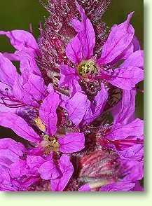 Blutweiderich - Lythrum salicaria L.