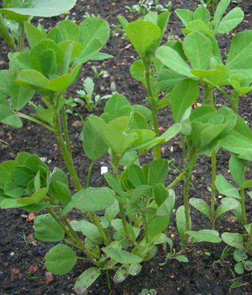 Fenugreek A Herb, Spice And Medicine