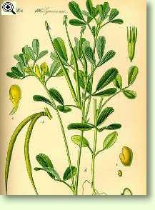 Bockshornklee - Trigonella foenum-graecum L.