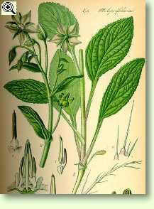 Borretsch - Borago officinalis
L.
