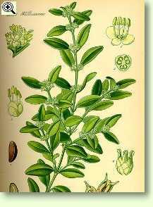 Buchsbaum - Lythrum salicaria L.